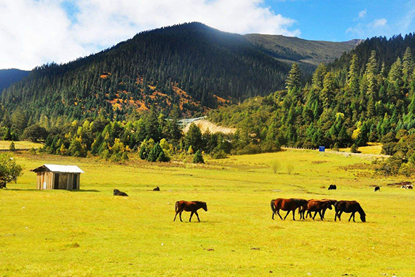 徒步體驗(yàn)，藏式風(fēng)情，拉薩，巴松措，新措徒步，魯朗林海田園風(fēng)光，大峽谷，羊湖，卡諾拉冰川，滿拉水庫，日喀則，納木措扎營(yíng)9晚10日游